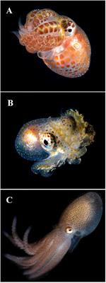 Born With Bristles: New Insights on the Kölliker’s Organs of Octopus Skin